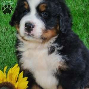 WILDER, Bernese Mountain Dog Puppy