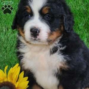 WILDER, Bernese Mountain Dog Puppy