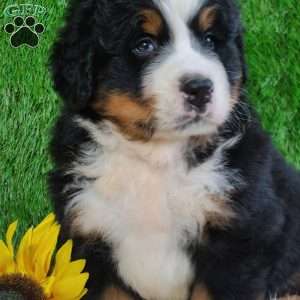 WILDER, Bernese Mountain Dog Puppy