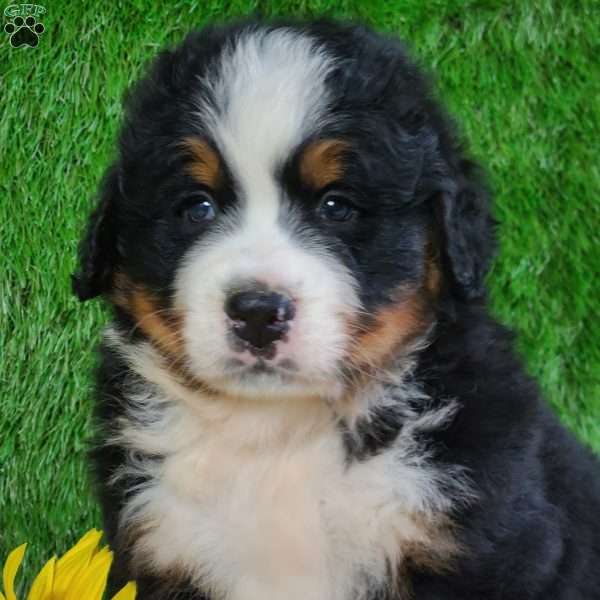 WILDER, Bernese Mountain Dog Puppy