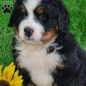 WILDER, Bernese Mountain Dog Puppy