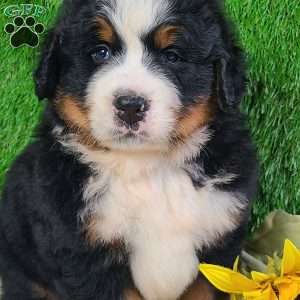 WILDER, Bernese Mountain Dog Puppy