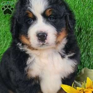 OAKLEY, Bernese Mountain Dog Puppy