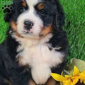 WILDER, Bernese Mountain Dog Puppy