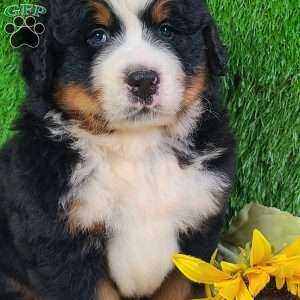 OAKLEY, Bernese Mountain Dog Puppy