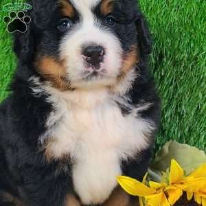OAKLEY, Bernese Mountain Dog Puppy