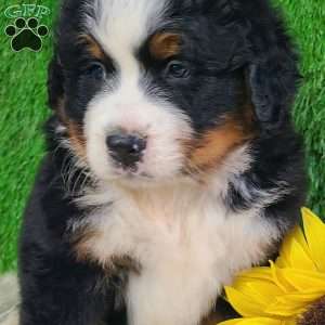 WILDER, Bernese Mountain Dog Puppy