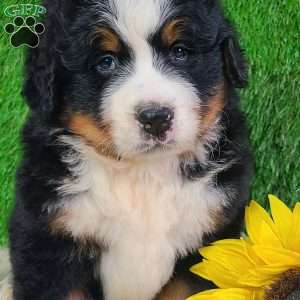 WILDER, Bernese Mountain Dog Puppy