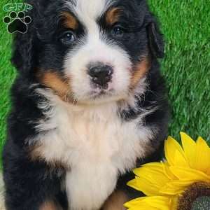 WILDER, Bernese Mountain Dog Puppy