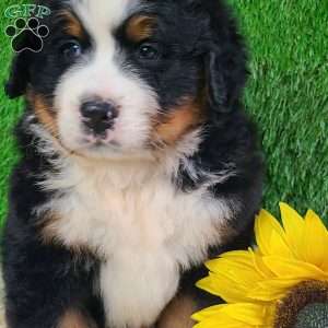 WILDER, Bernese Mountain Dog Puppy