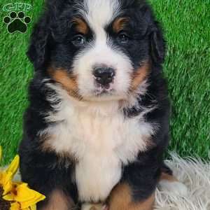 WILDER, Bernese Mountain Dog Puppy