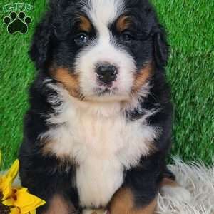 WILDER, Bernese Mountain Dog Puppy
