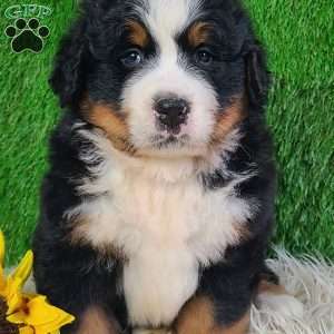 WILDER, Bernese Mountain Dog Puppy