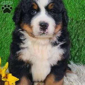 WILDER, Bernese Mountain Dog Puppy