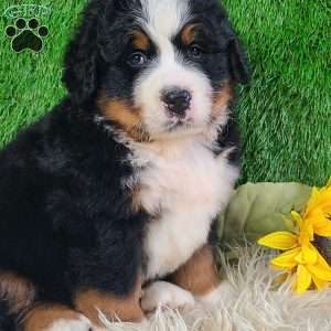 WILDER, Bernese Mountain Dog Puppy