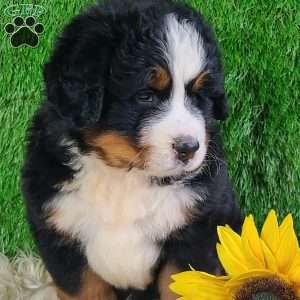 WILDER, Bernese Mountain Dog Puppy