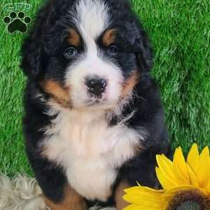 WILDER, Bernese Mountain Dog Puppy