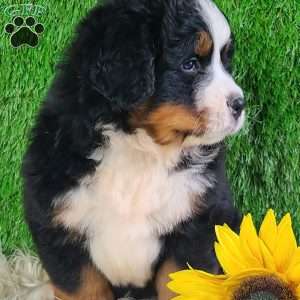 WILDER, Bernese Mountain Dog Puppy