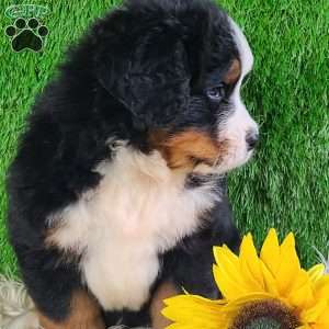 WILDER, Bernese Mountain Dog Puppy