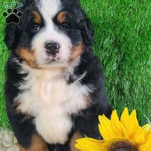 WILDER, Bernese Mountain Dog Puppy