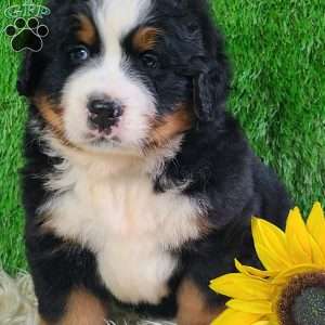 WILDER, Bernese Mountain Dog Puppy
