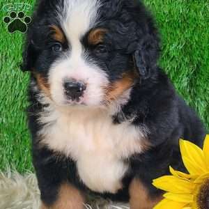 WILDER, Bernese Mountain Dog Puppy