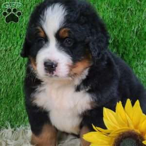 WILDER, Bernese Mountain Dog Puppy