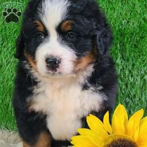WILDER, Bernese Mountain Dog Puppy