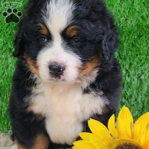 WILDER, Bernese Mountain Dog Puppy