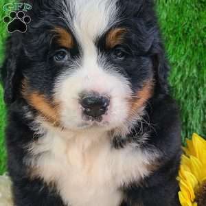 WILDER, Bernese Mountain Dog Puppy