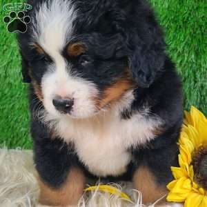 WILDER, Bernese Mountain Dog Puppy
