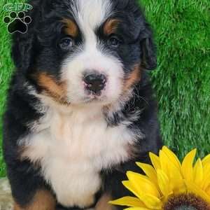WILDER, Bernese Mountain Dog Puppy