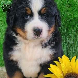 WILDER, Bernese Mountain Dog Puppy