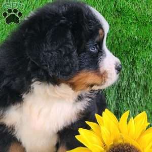 WILDER, Bernese Mountain Dog Puppy