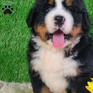 WILDER, Bernese Mountain Dog Puppy