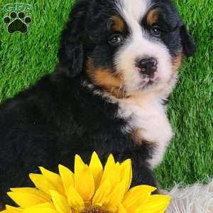 WILDER, Bernese Mountain Dog Puppy
