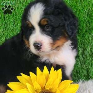 WILDER, Bernese Mountain Dog Puppy