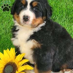 SUNDANCE, Bernese Mountain Dog Puppy