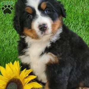 SUNDANCE, Bernese Mountain Dog Puppy