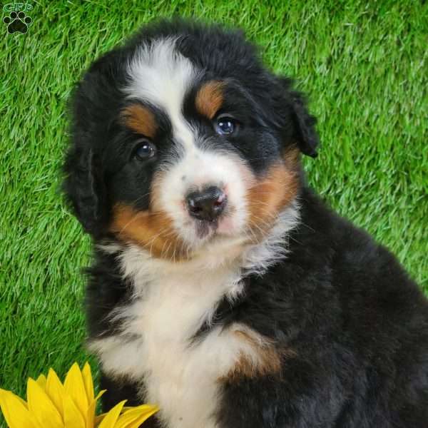 SUNDANCE, Bernese Mountain Dog Puppy