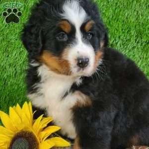 SUNDANCE, Bernese Mountain Dog Puppy