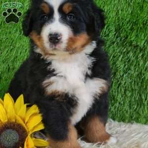 SUNDANCE, Bernese Mountain Dog Puppy