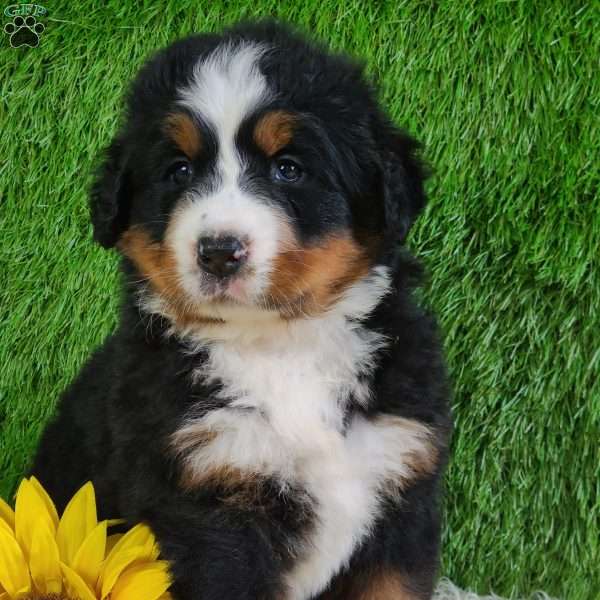 SUNDANCE, Bernese Mountain Dog Puppy
