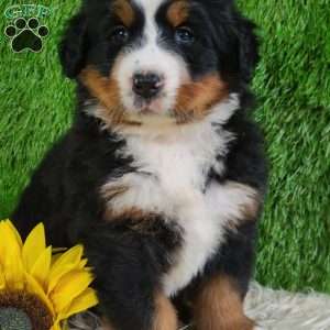 SUNDANCE, Bernese Mountain Dog Puppy