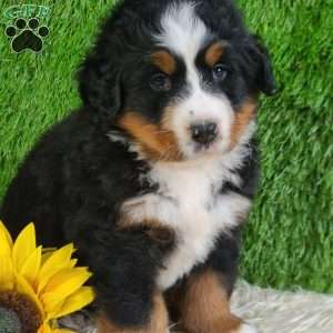 SUNDANCE, Bernese Mountain Dog Puppy