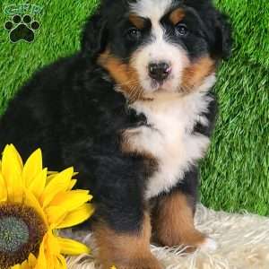 SUNDANCE, Bernese Mountain Dog Puppy