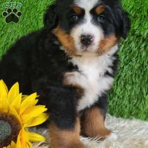 SUNDANCE, Bernese Mountain Dog Puppy