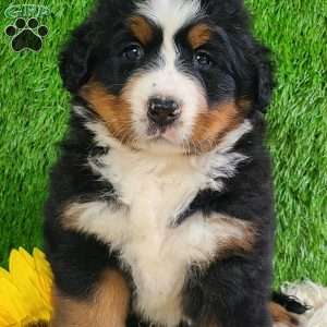 SUNDANCE, Bernese Mountain Dog Puppy