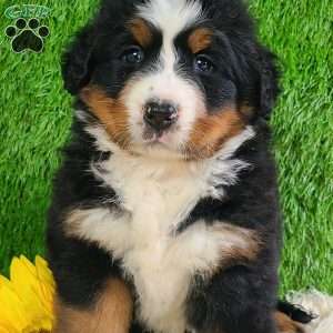 SUNDANCE, Bernese Mountain Dog Puppy