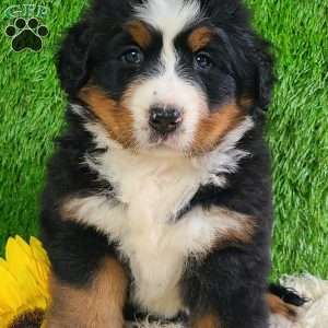 SUNDANCE, Bernese Mountain Dog Puppy